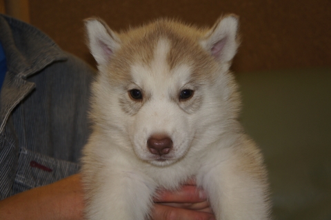 シベリアンハスキーの子犬の写真201208201