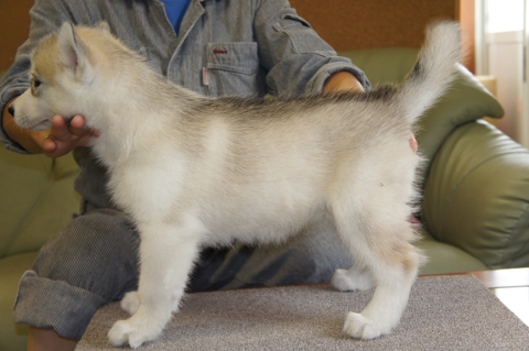 シベリアンハスキーの子犬の写真201208202-2