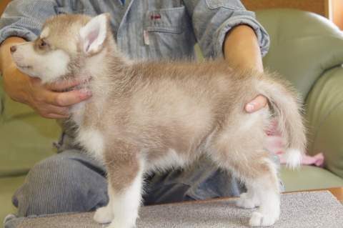 シベリアンハスキーの子犬の写真201208201-2