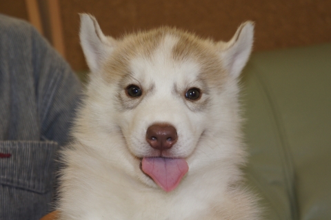 シベリアンハスキーの子犬の写真201208201