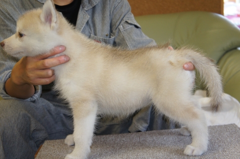 シベリアンハスキーの子犬の写真201208201-2