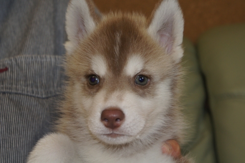 シベリアンハスキーの子犬の写真201208241