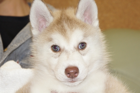 シベリアンハスキーの子犬の写真201208241