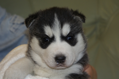 シベリアンハスキーの子犬の写真201212311