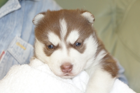 シベリアンハスキーの子犬の写真201212311