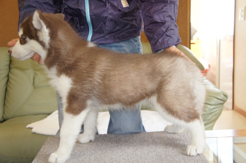 シベリアンハスキーの子犬の写真201212311-2