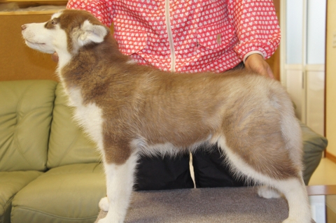 シベリアンハスキーの子犬の写真201212311-2