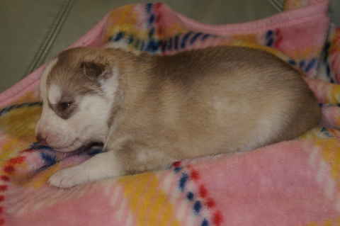 シベリアンハスキーの子犬の写真201304033-2