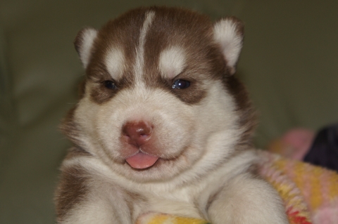 シベリアンハスキーの子犬の写真201304033