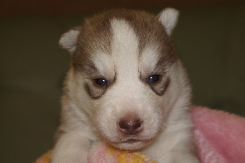 シベリアンハスキーの子犬の写真201304033
