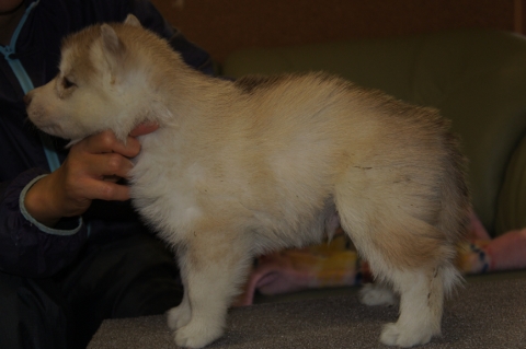 シベリアンハスキーの子犬の写真201303182-2