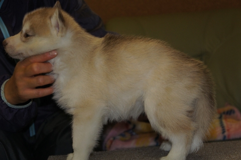 シベリアンハスキーの子犬の写真201303183-2