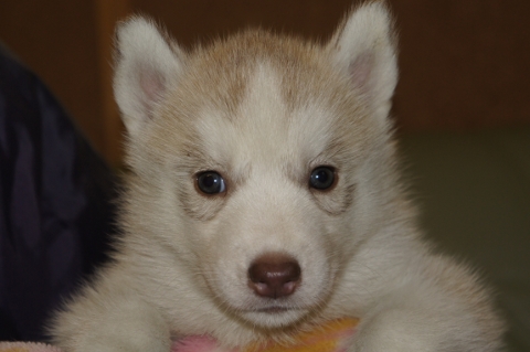 シベリアンハスキーの子犬の写真201303184