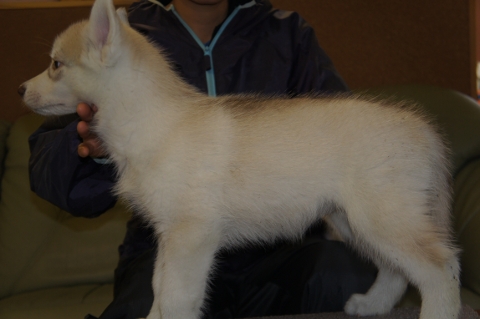シベリアンハスキーの子犬の写真201303185-2