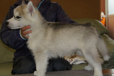 シベリアンハスキーの子犬の写真201303181-2