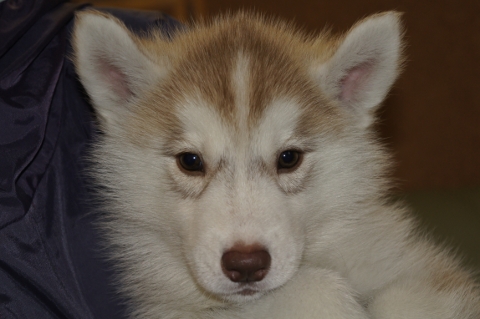 シベリアンハスキーの子犬の写真201303182