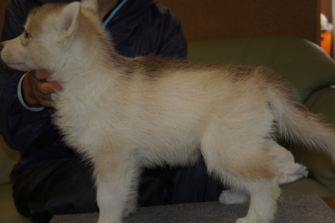 シベリアンハスキーの子犬の写真201303182-2