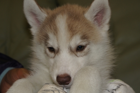 シベリアンハスキーの子犬の写真201303183