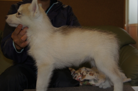 シベリアンハスキーの子犬の写真201303184-2