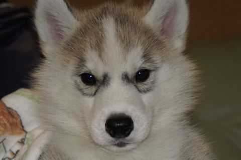 シベリアンハスキーの子犬の写真201303181