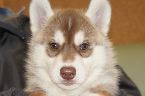 シベリアンハスキーの子犬の写真201303281