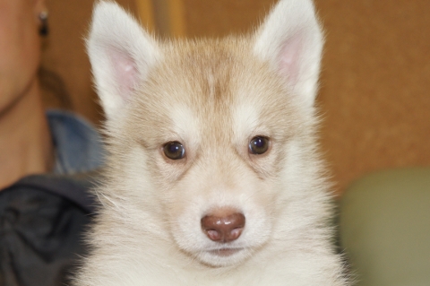 シベリアンハスキーの子犬の写真201303282