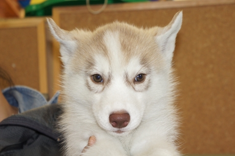 シベリアンハスキーの子犬の写真201303183