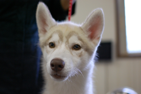 シベリアンハスキーの子犬の写真201303185