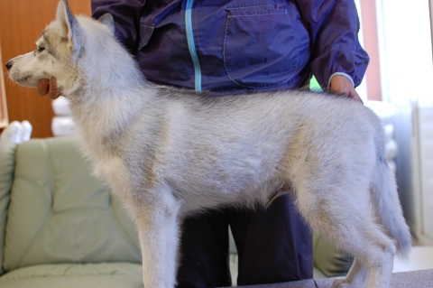 シベリアンハスキーの子犬の写真201303181-2