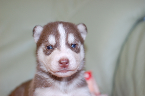 シベリアンハスキーの子犬の写真201312274