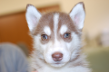 シベリアンハスキーの子犬201312275