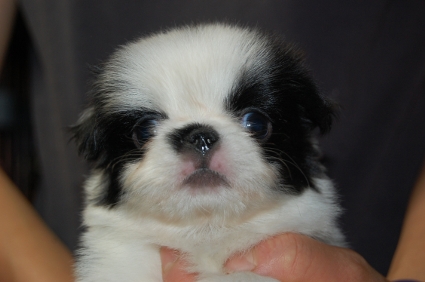 2009年6月15日産まれの狆の子犬の写真