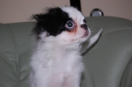 狆（チン）の子犬の写真No.200906153