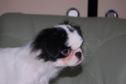 狆（チン）の子犬の写真No.200906154