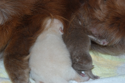 2011年3月14日産まれのポメラニアン子犬の写真