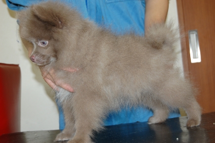 ポメラニアンの子犬の写真201102211-2