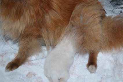 2011年5月6日産まれのポメラニアン子犬の写真