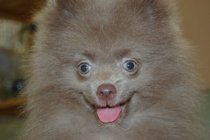 ポメラニアンの子犬の写真201102211