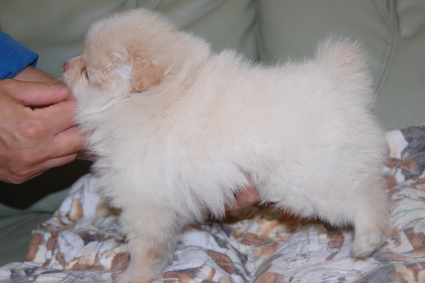 ポメラニアンの子犬の写真201105061-2