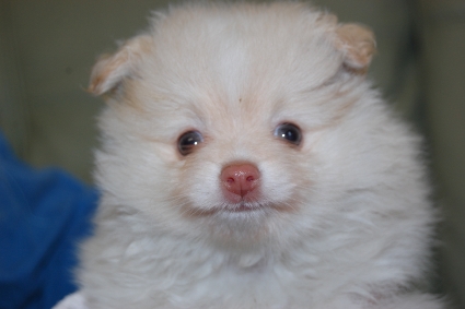 ポメラニアンの子犬の写真201105061