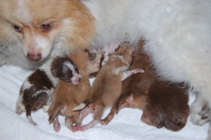 2011年7月20日産まれのポメラニアン子犬の写真