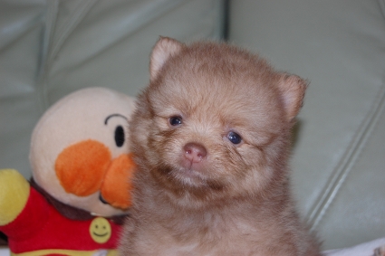 ポメラニアンの子犬の写真201107202