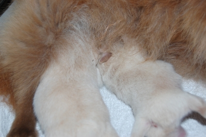 2011年11月23日産まれのポメラニアン子犬の写真