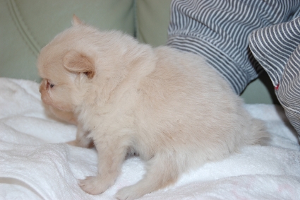 ポメラニアンの子犬の写真201112231-2
