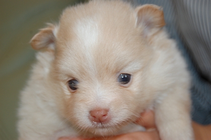 ポメラニアンの子犬の写真201112231