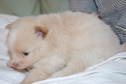 ポメラニアンの子犬の写真201112231-2