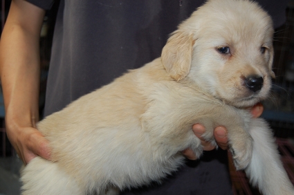 ゴールデンレトリバーの子犬の写真200905235-2