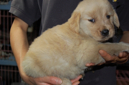 ゴールデンレトリバーの子犬の写真200905236-2