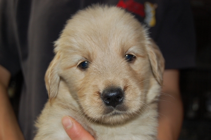 ゴールデンレトリバーの子犬の写真200905237
