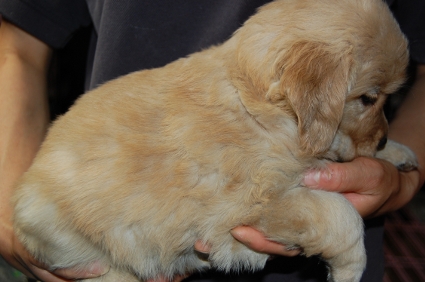 ゴールデンレトリバーの子犬の写真200905238-2